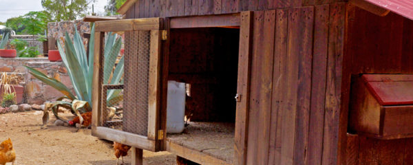 cabane à poules