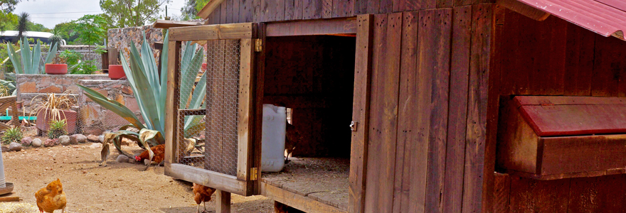 cabane à poules